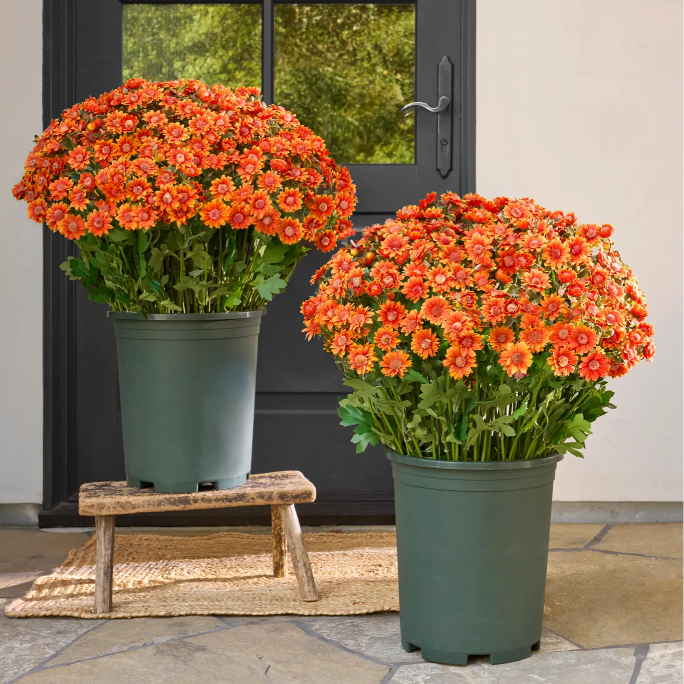 🏆Flash Sale⚡Artificial Outdoor Sunset Mums Flowers 🌻- UV resistant, Waterproof, Windproof 💧