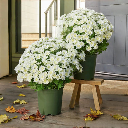 🏆Flash Sale⚡Artificial Outdoor Sunset Mums Flowers 🌻- UV resistant, Waterproof, Windproof 💧